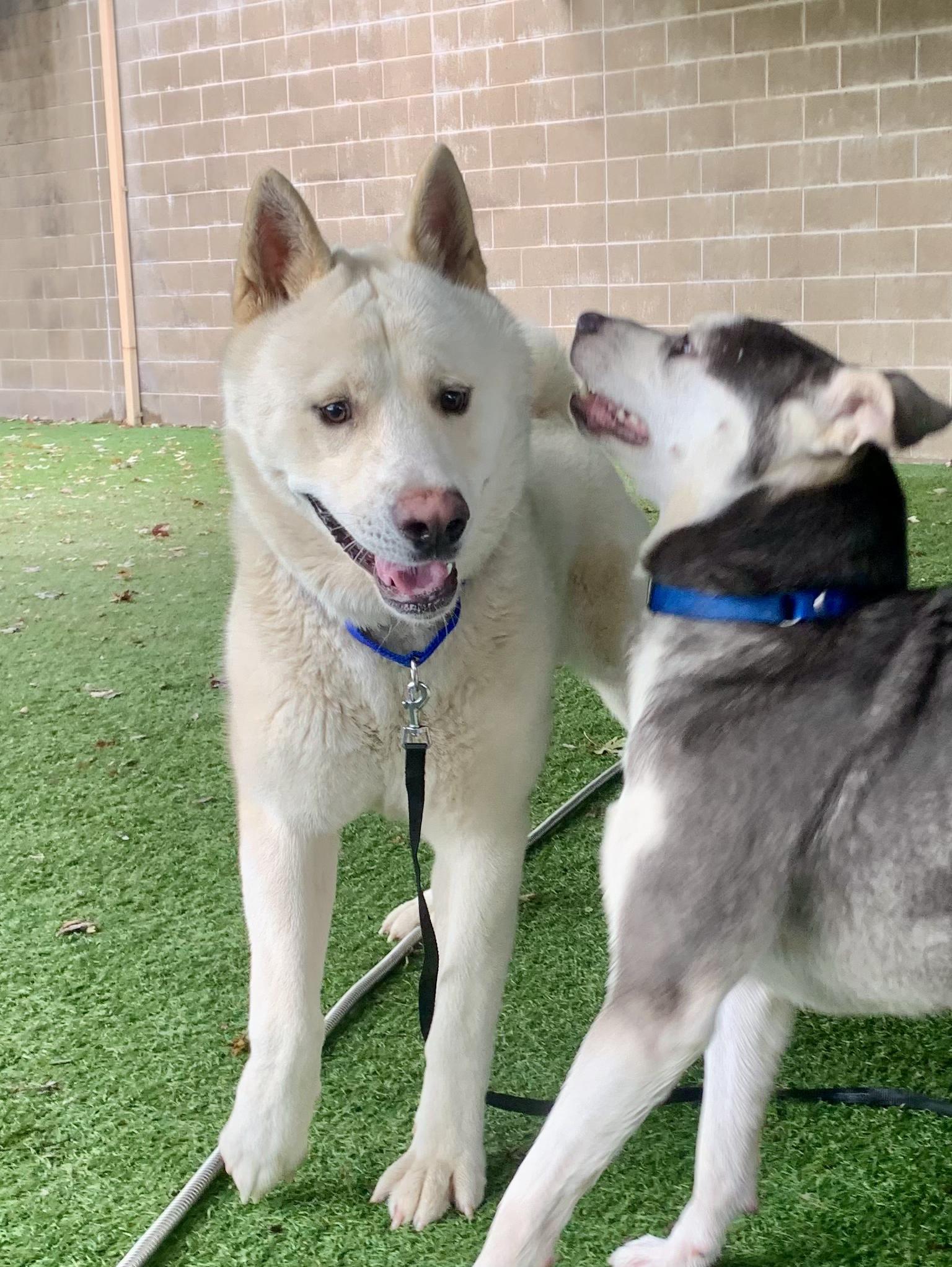 Yoshi, Adopted, Adult Male Akita.