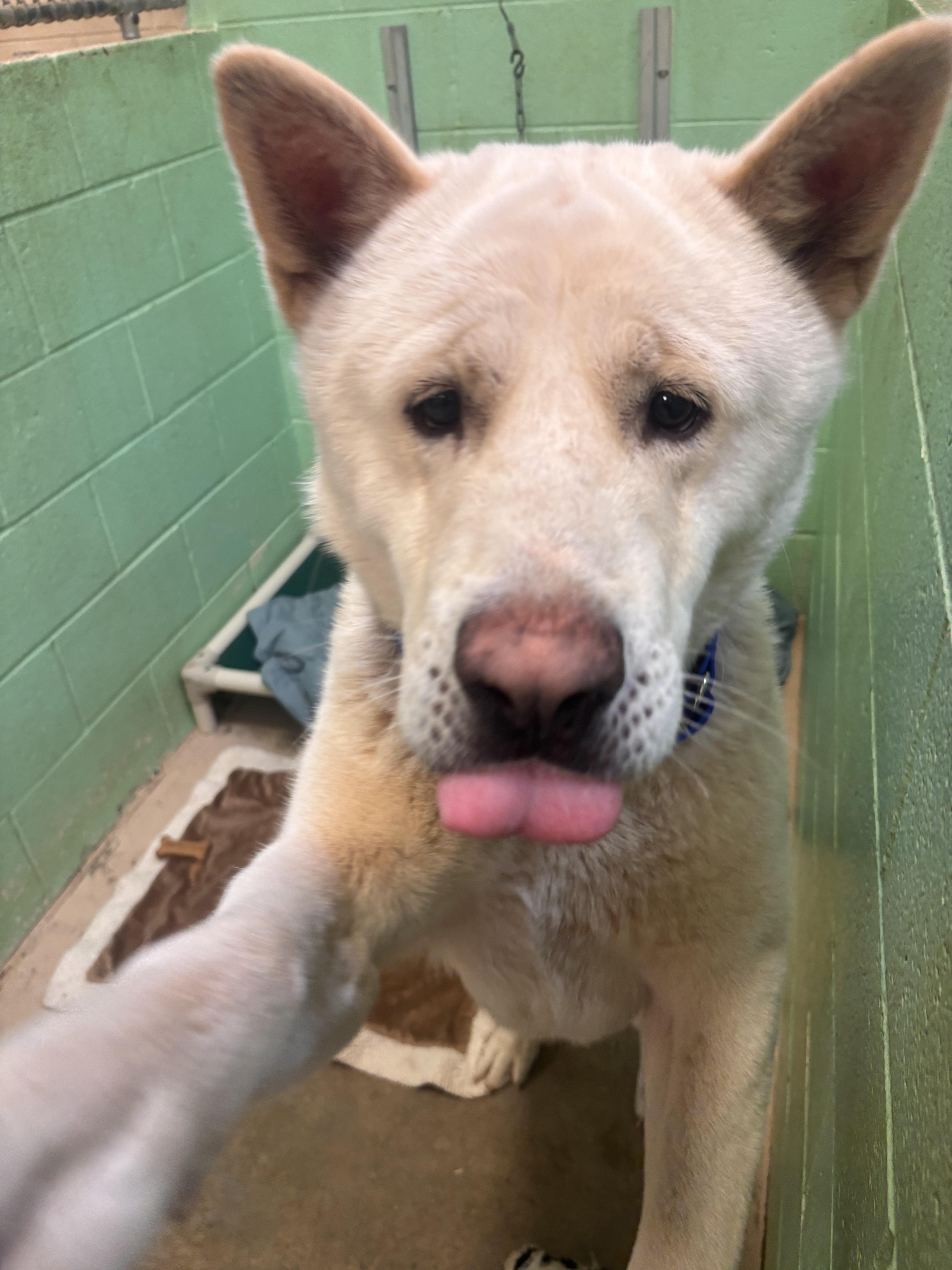 Enlarge Yoshi, a Adopted Akita in San Francisco, CA image 4/5