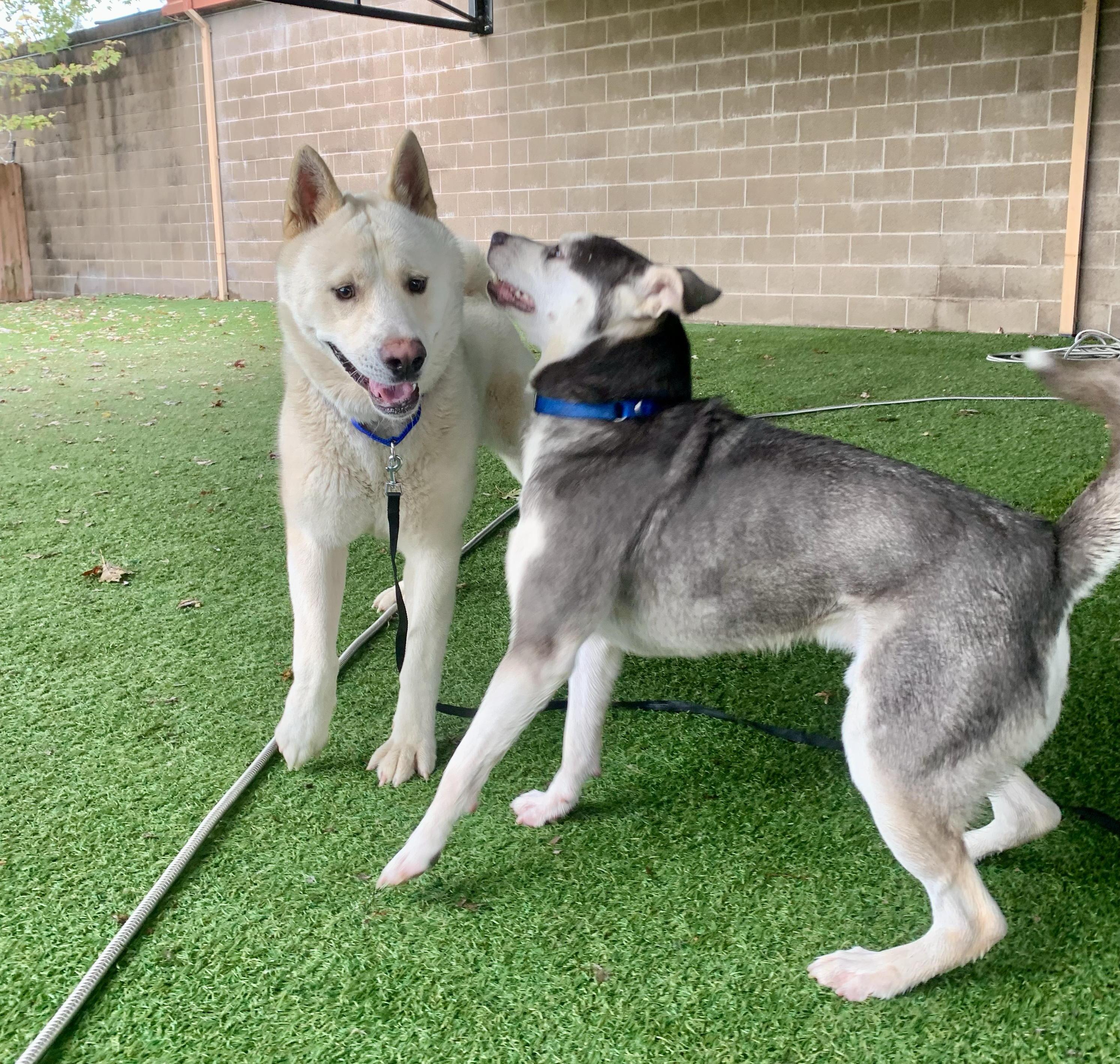 Enlarge Yoshi, a Adopted Akita in San Francisco, CA image 5/5