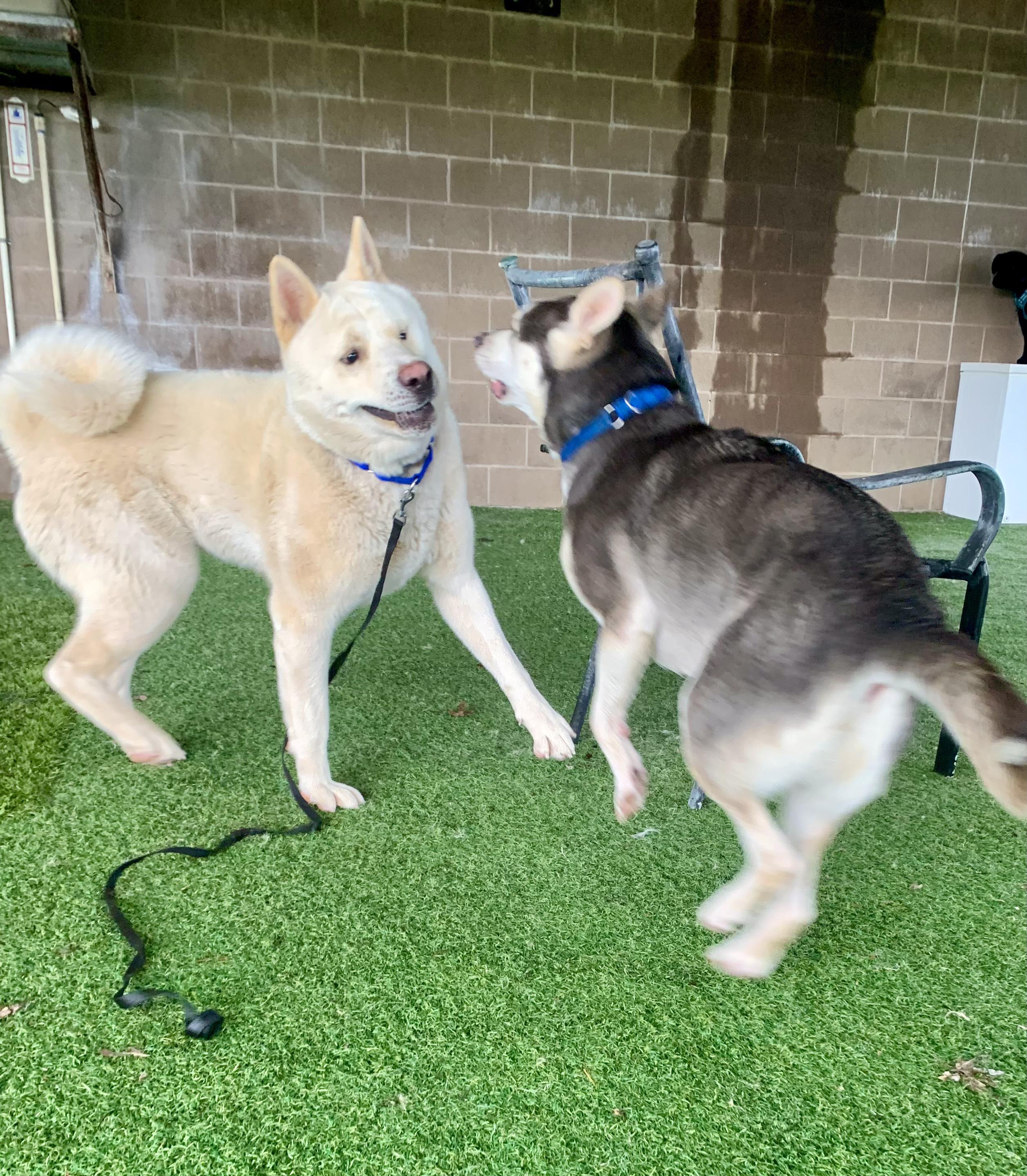 Enlarge Yoshi, a Adopted Akita in San Francisco, CA image 2/5