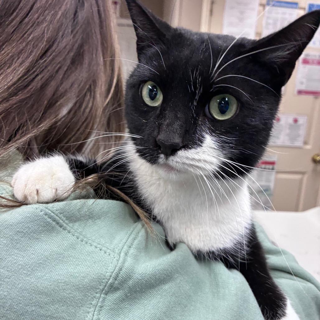 Oreo, Adoptable, Adult Male Domestic Short Hair.