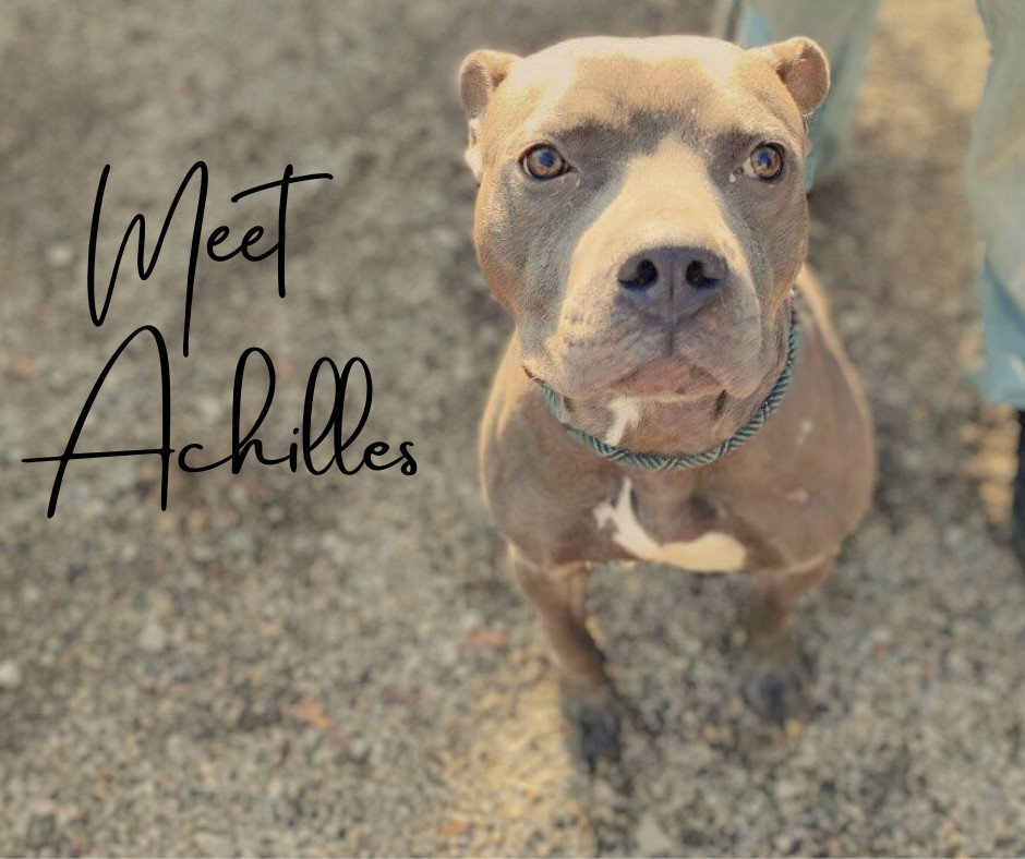 Achilles photo