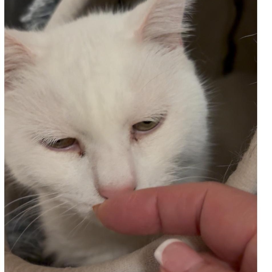 Cloud, adoptable, Senior Male Domestic Medium Hair.