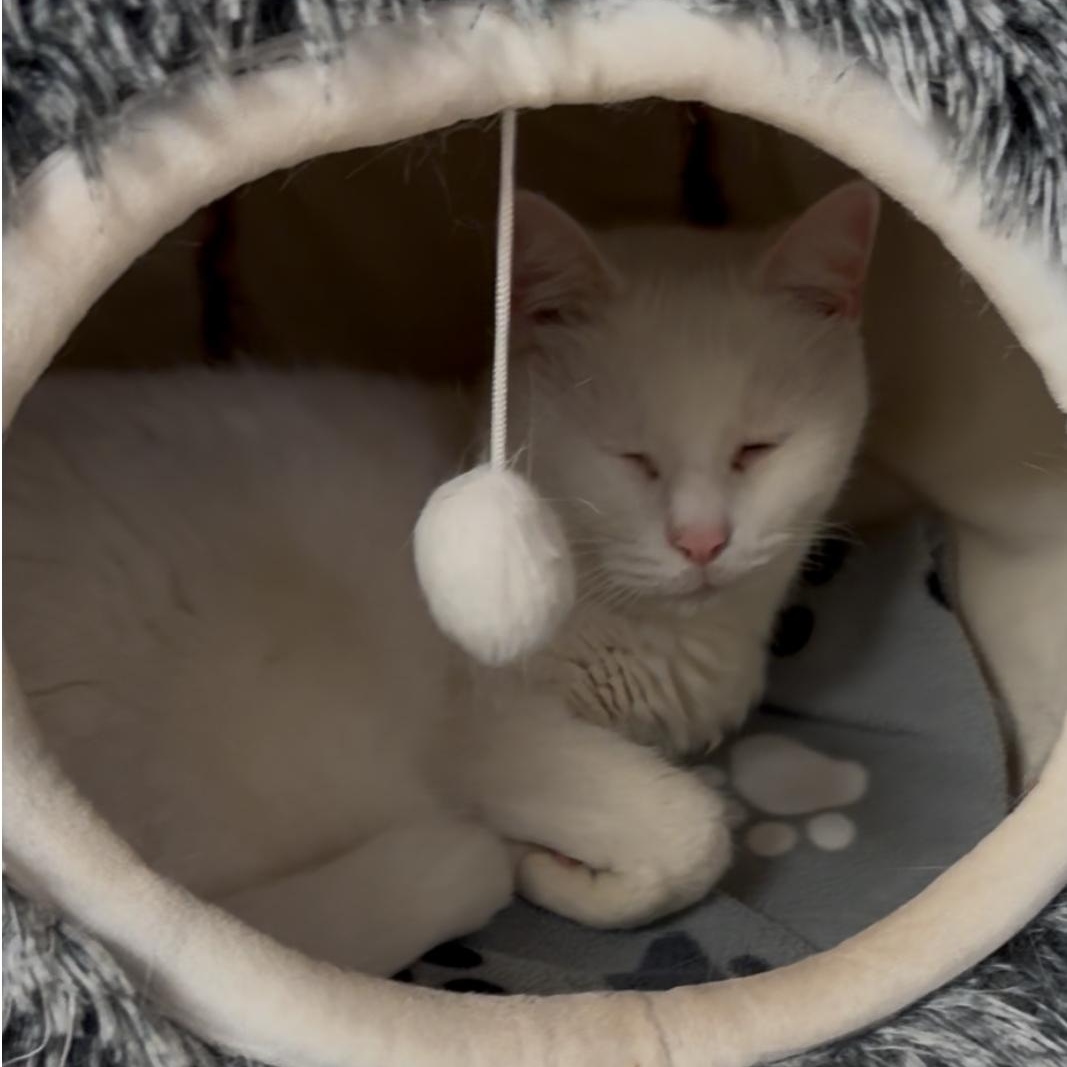 Enlarge Cloud, an adoptable Domestic Medium Hair in North Kingstown, RI image 2/6