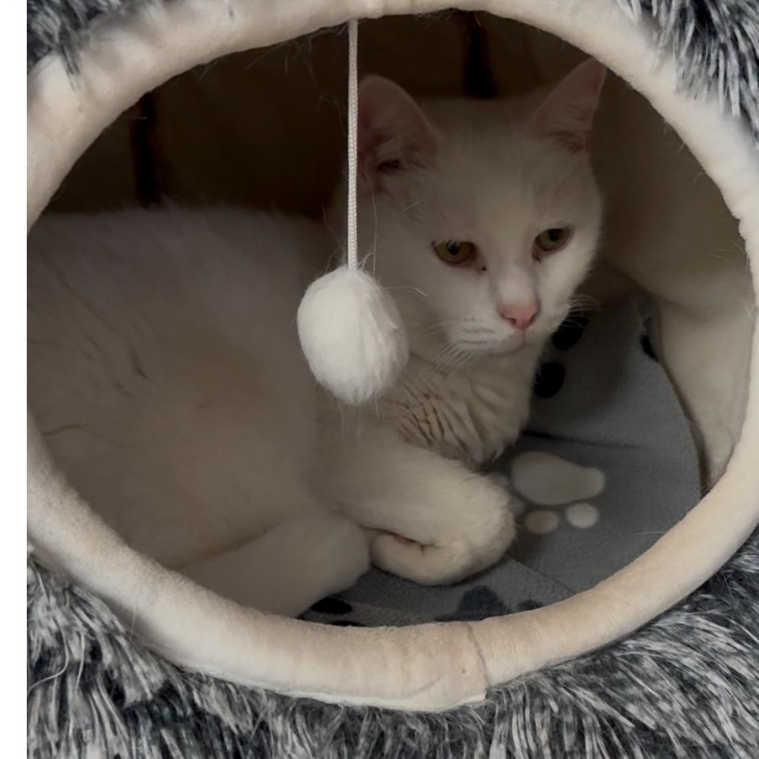 Enlarge Cloud, an adoptable Domestic Medium Hair in North Kingstown, RI image 3/6