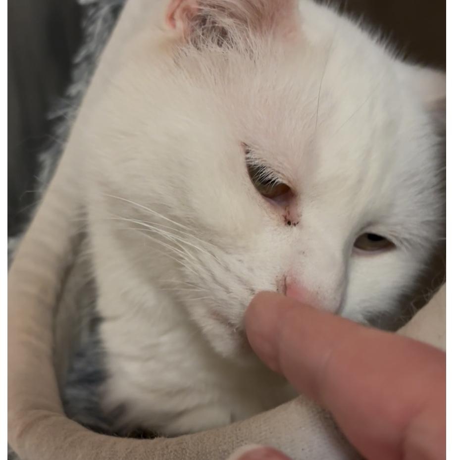 Enlarge Cloud, an adoptable Domestic Medium Hair in North Kingstown, RI image 4/6