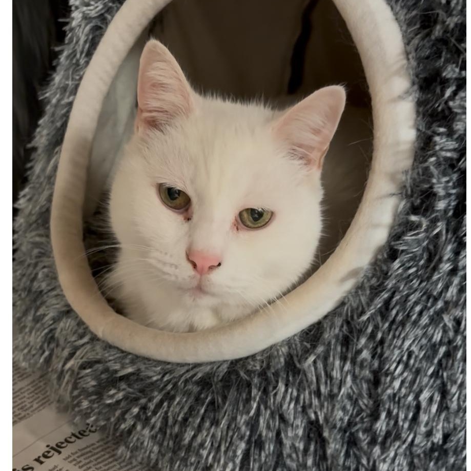 Enlarge Cloud, an adoptable Domestic Medium Hair in North Kingstown, RI image 5/6
