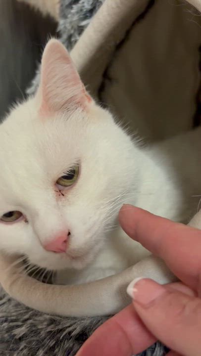 Enlarge Cloud, an adoptable Domestic Medium Hair in North Kingstown, RI video 6/6