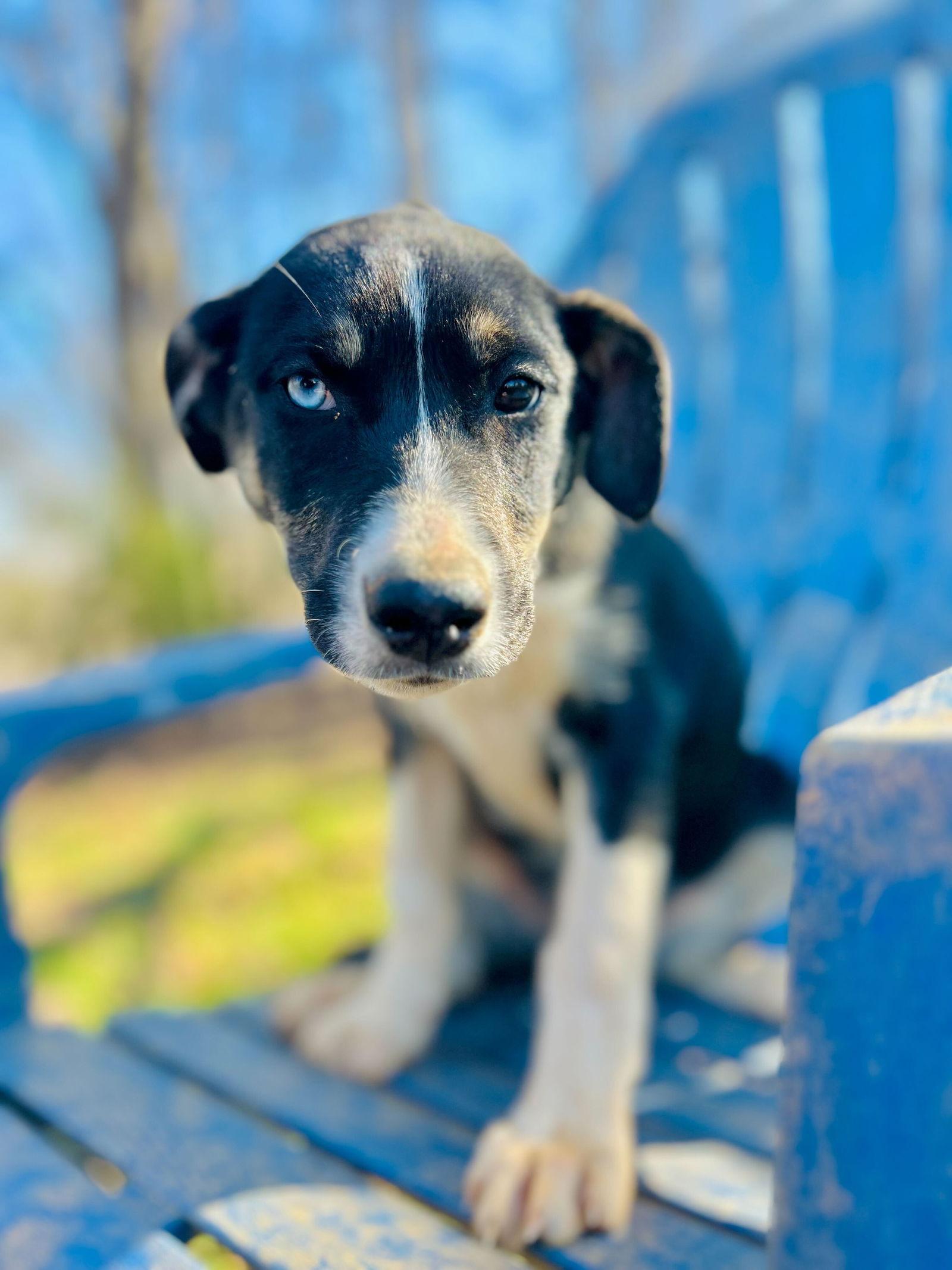 Mercedes Oct 25 - In Foster In High Point, NC, Adoptable, Puppy Female Australian Shepherd.