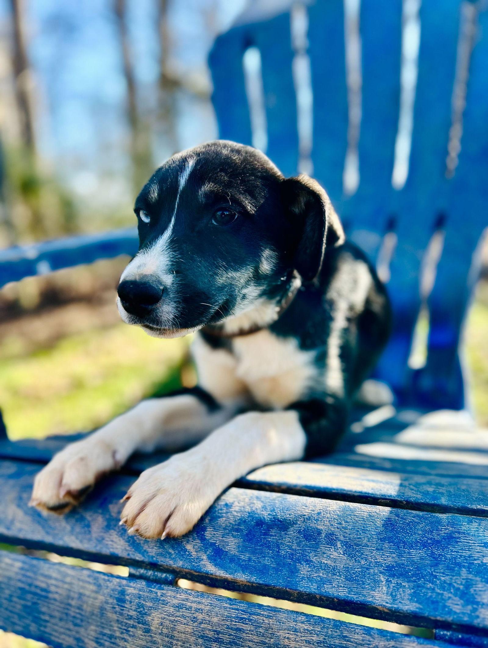 Enlarge Mercedes Oct 25 - In Foster In High Point, NC, a Adoptable Australian Shepherd in Pacolet, SC image 2/3