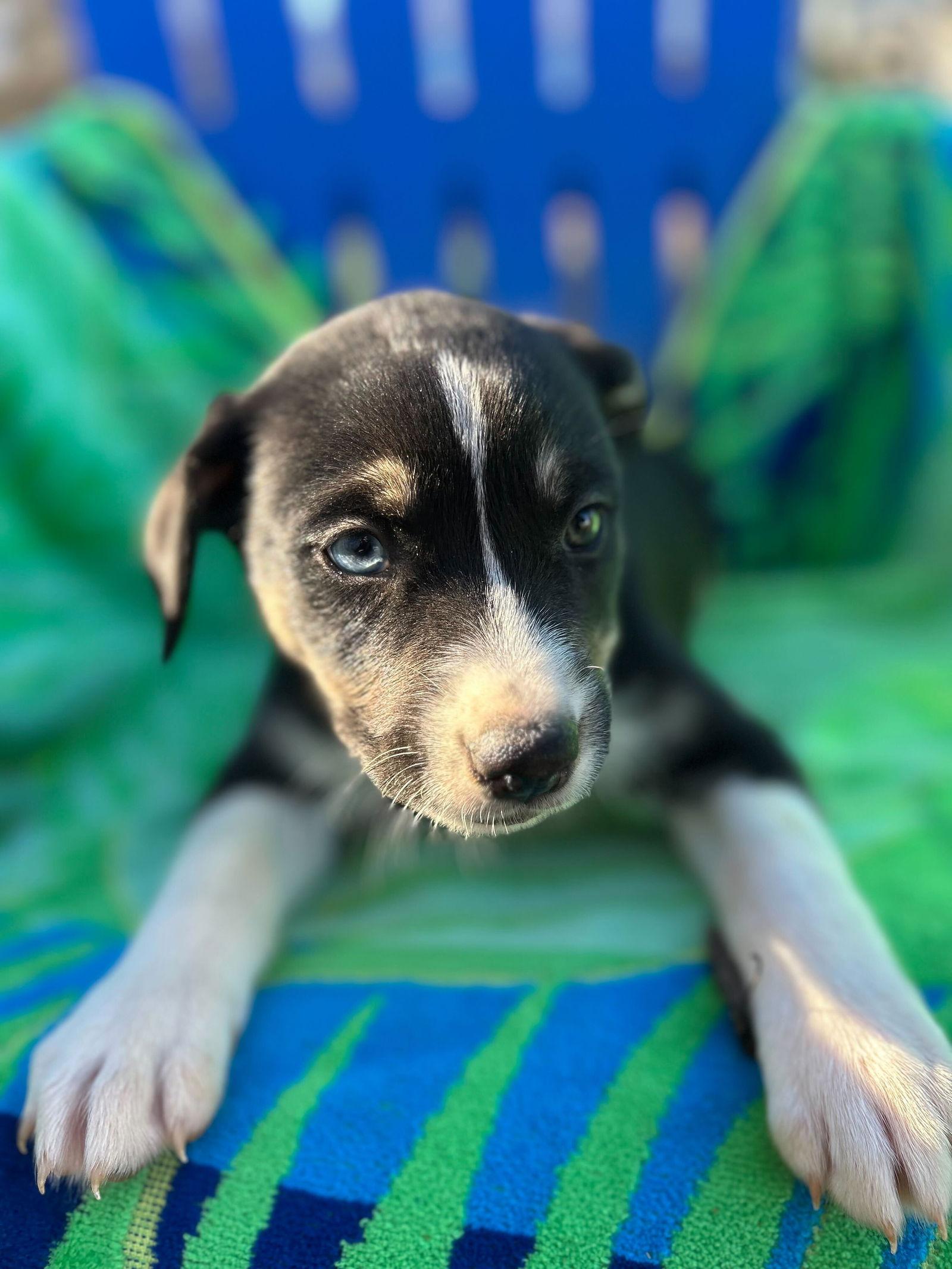 Mercedes Oct 25 - A Zaire Pup, Adoptable, Puppy Female Australian Shepherd.