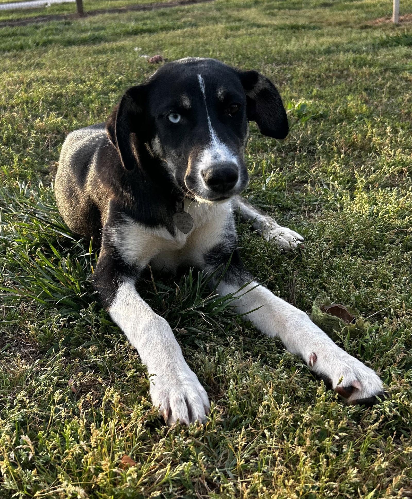 Enlarge Mercedes Oct 25, a Adoptable Australian Shepherd in Pacolet, SC image 2/3