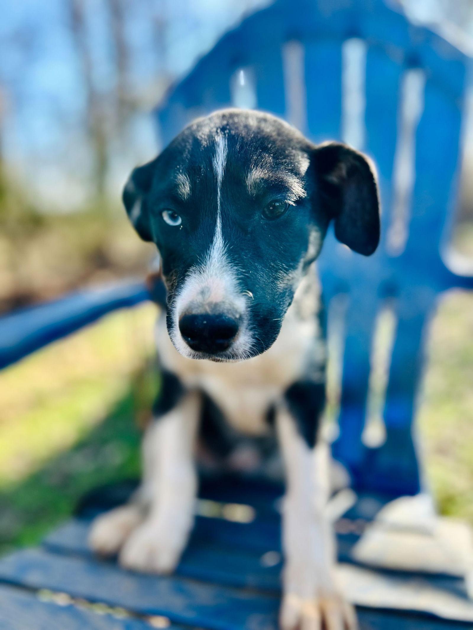 Enlarge Mercedes Oct 25 - In Foster In High Point, NC, a Adoptable Australian Shepherd in Pacolet, SC image 3/3