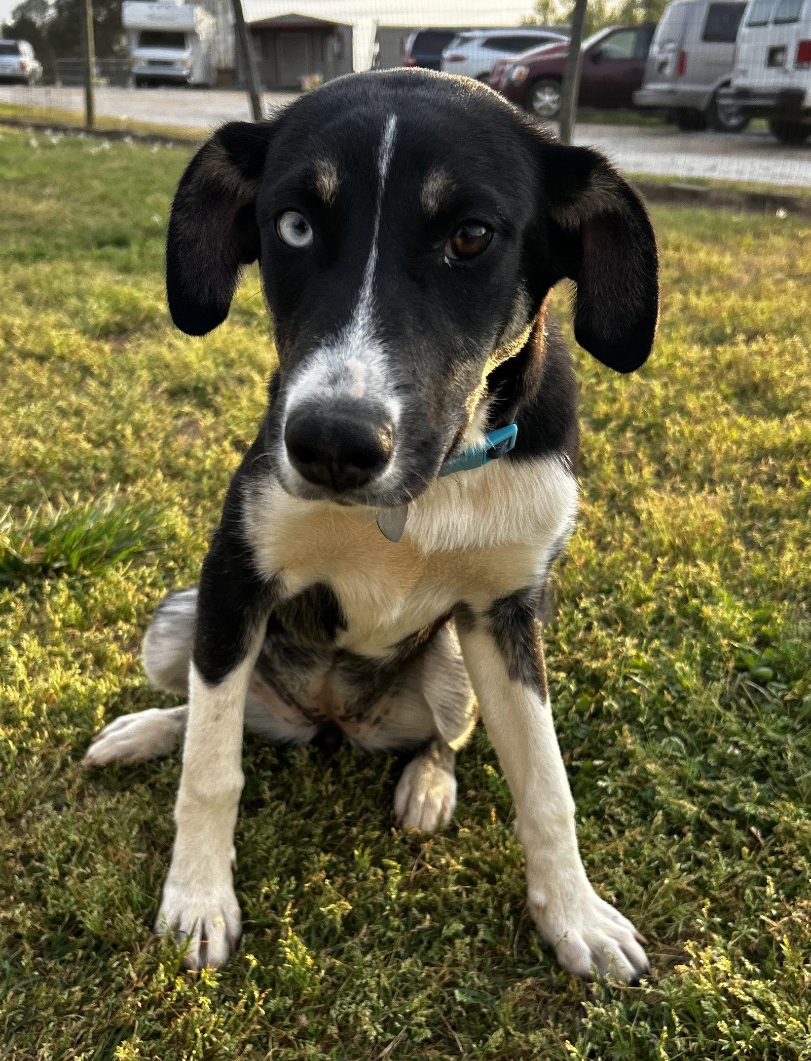 Enlarge Mercedes Oct 25, a Adoptable Australian Shepherd in Pacolet, SC image 3/3