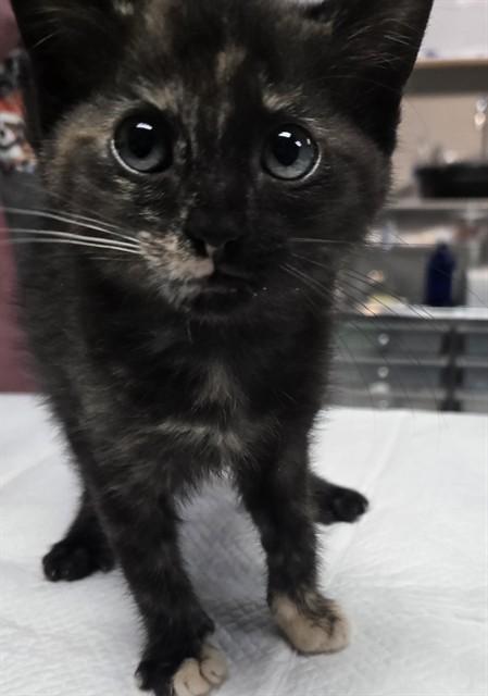 ANGEL, Adoptable, Kitten Female Domestic Medium Hair.