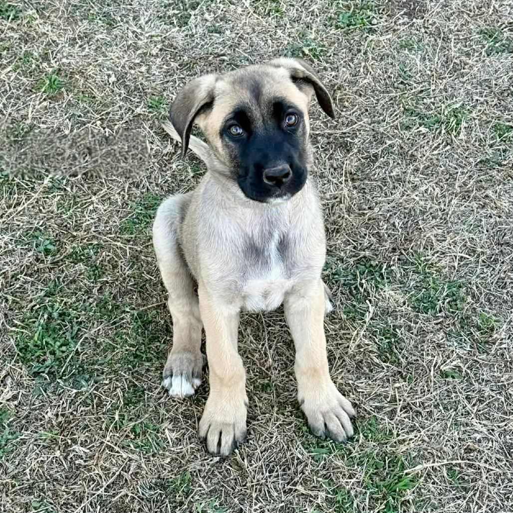 Enlarge Anne, a Adoptable Belgian Shepherd / Malinois in Tulsa, OK image 1/2