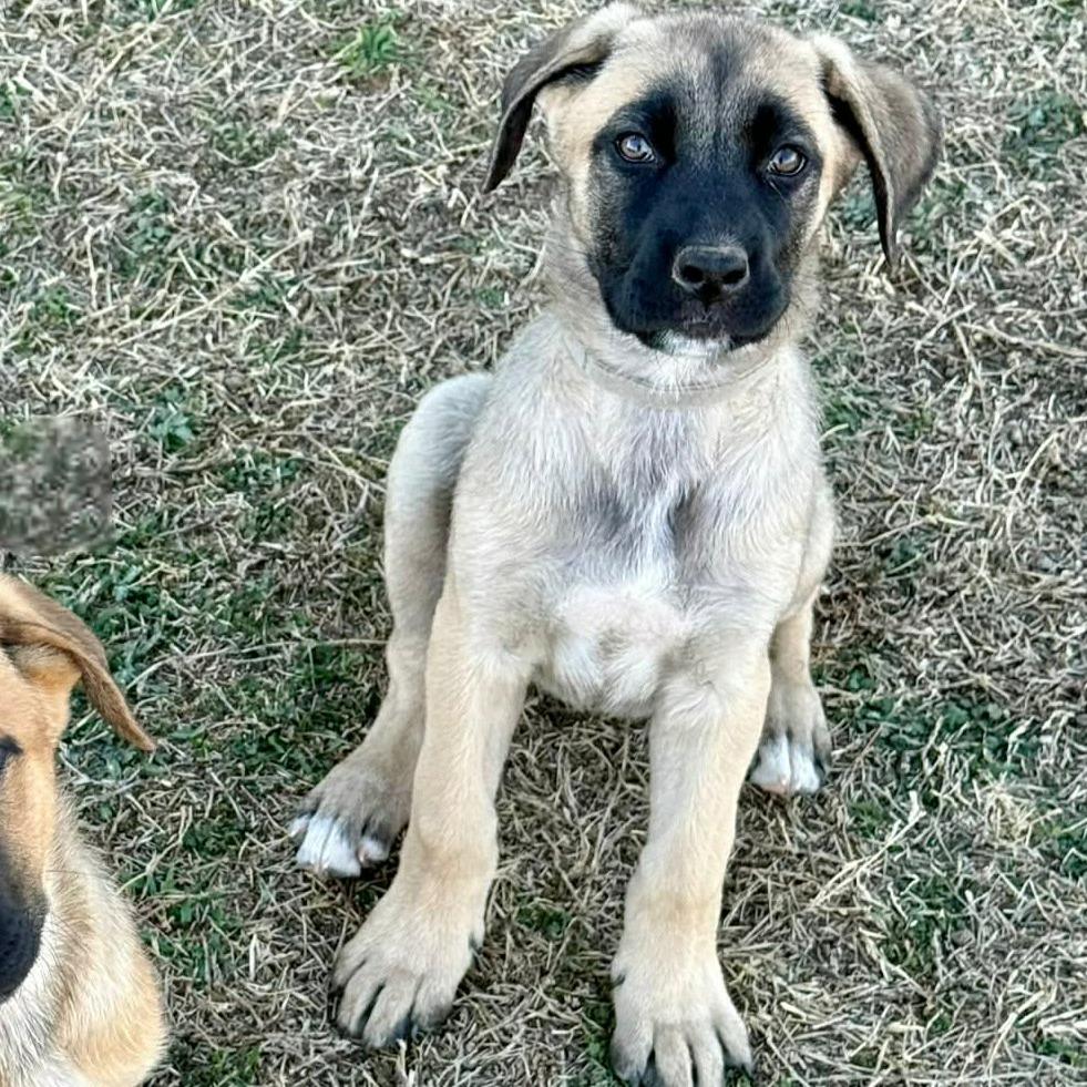 Enlarge Anne, a Adoptable Belgian Shepherd / Malinois in Tulsa, OK image 2/2