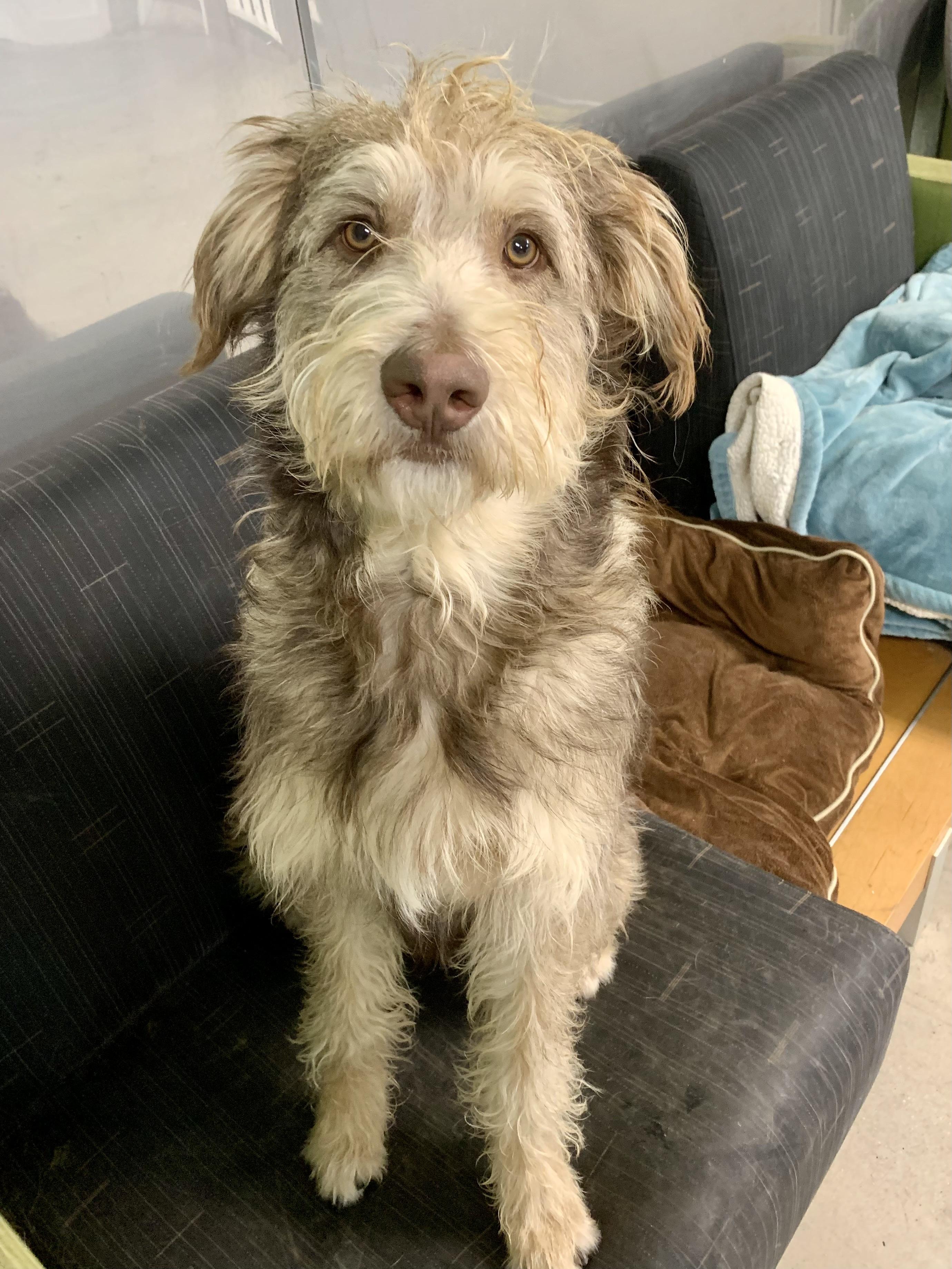 Elio , ADOPTABLE, Adult Male Poodle.