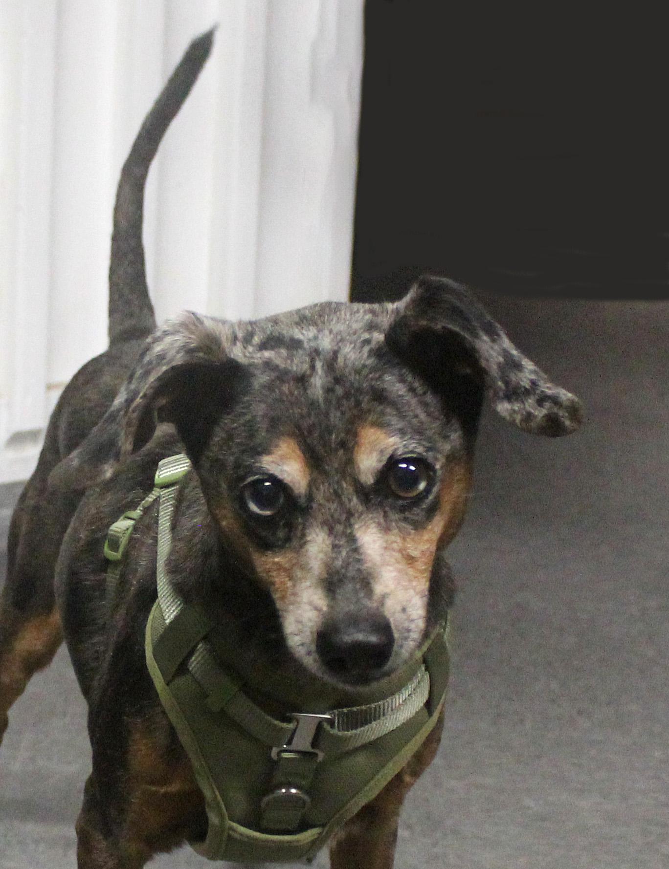 Enlarge OSCAR, a ADOPTABLE mixed breed in Floral City, FL image 5/6