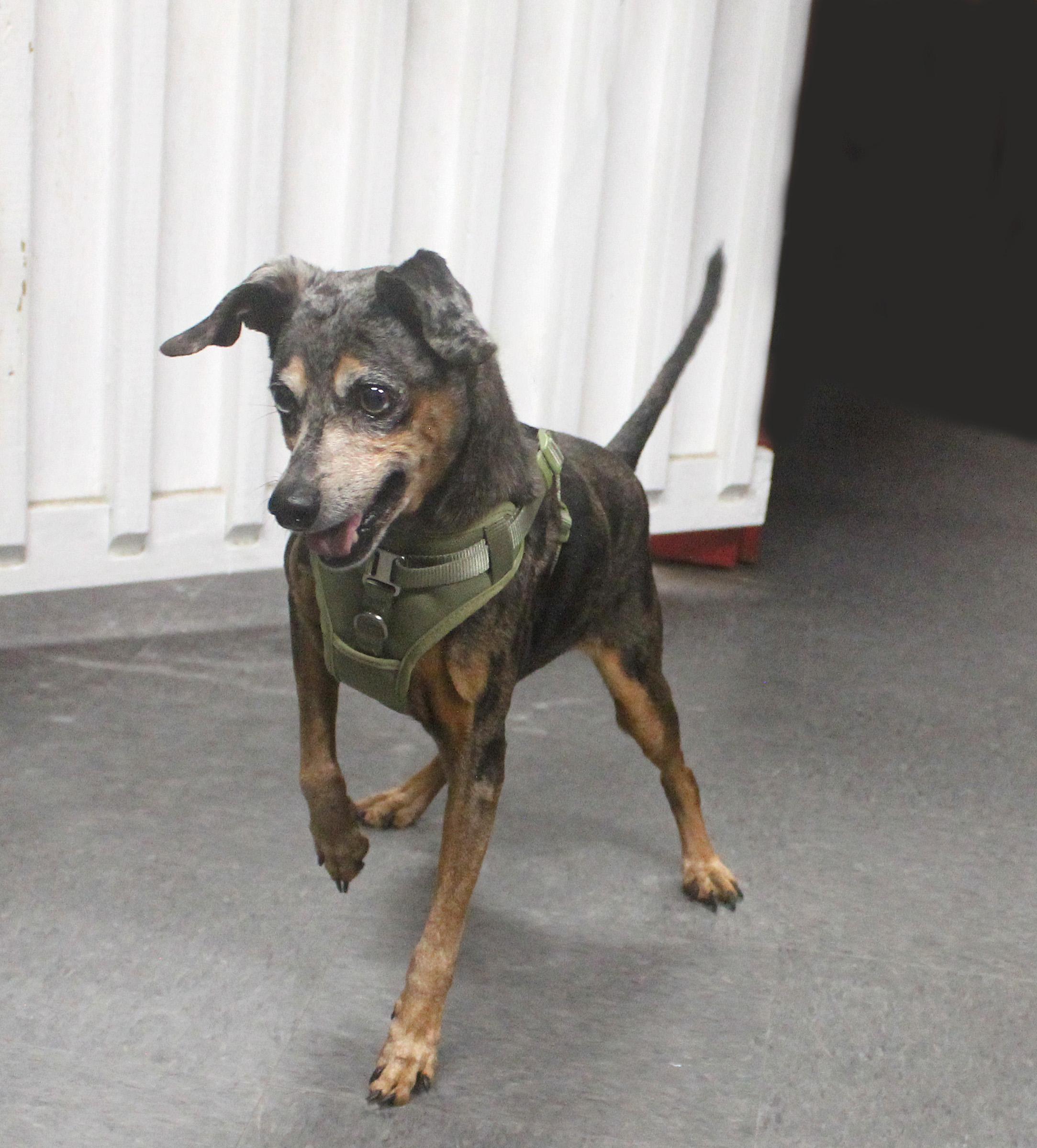 Enlarge OSCAR, a ADOPTABLE mixed breed in Floral City, FL image 2/6