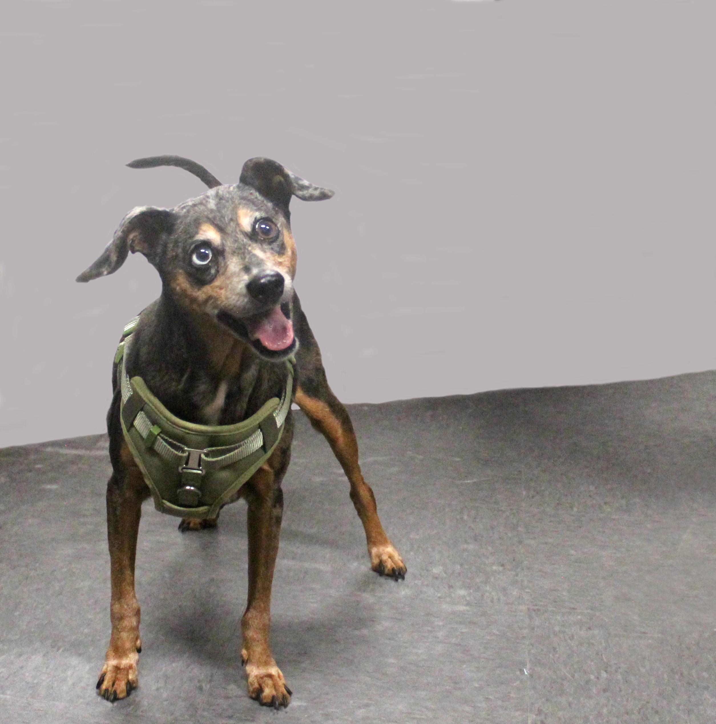 Enlarge OSCAR, a ADOPTABLE mixed breed in Floral City, FL image 4/6