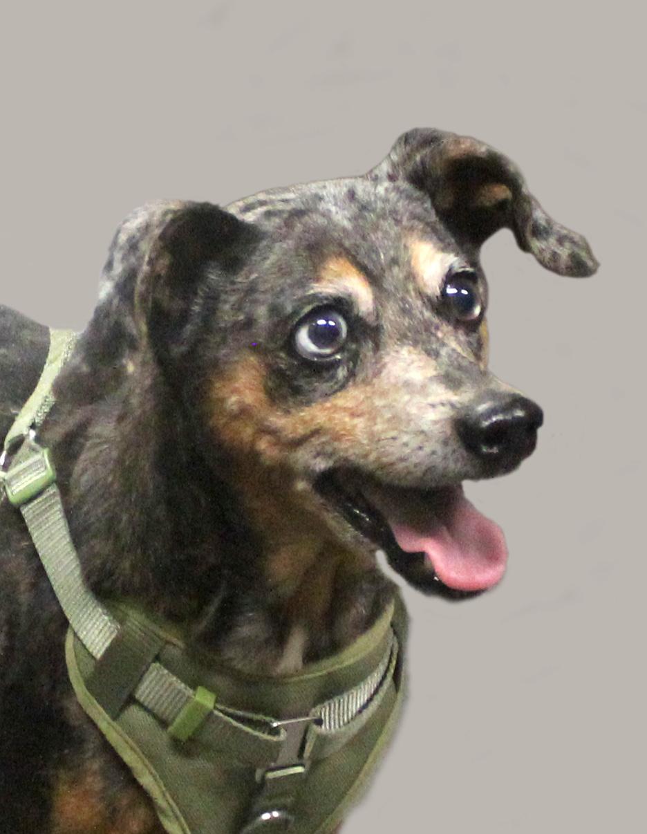 Enlarge OSCAR, a ADOPTABLE mixed breed in Floral City, FL image 3/6