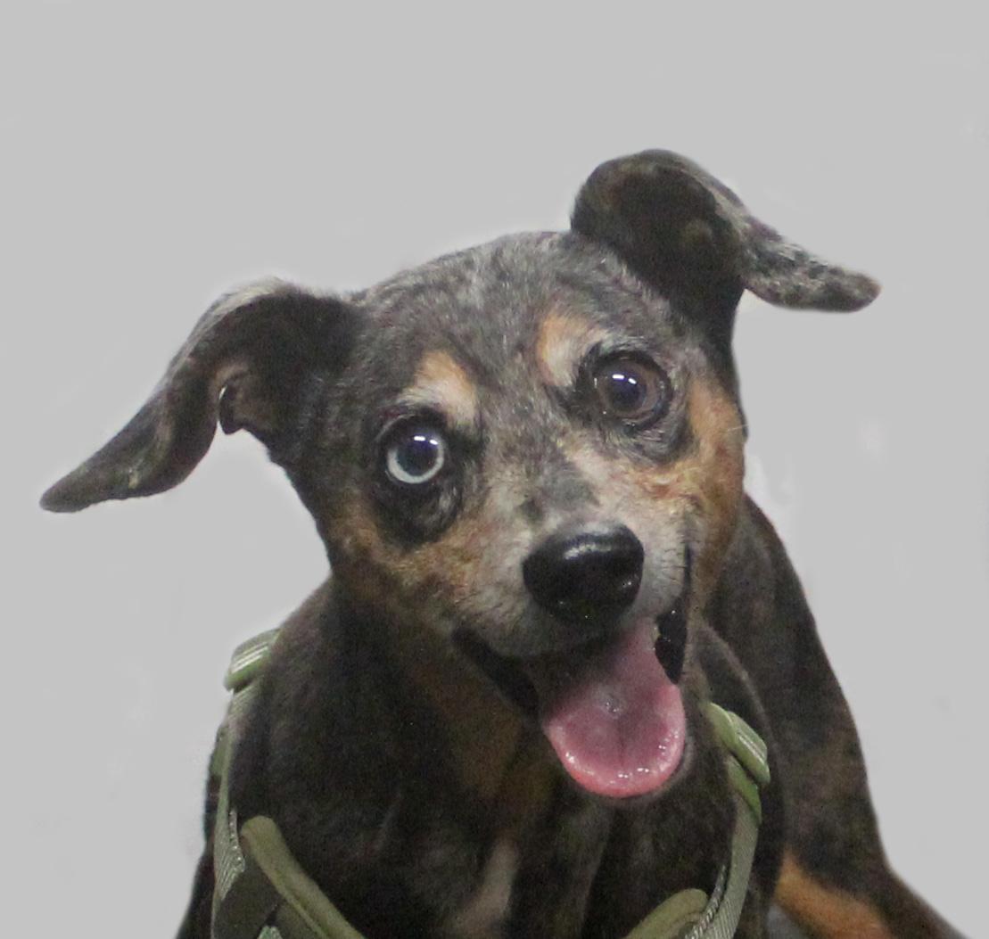 OSCAR, ADOPTABLE, Senior Male Miniature Pinscher.