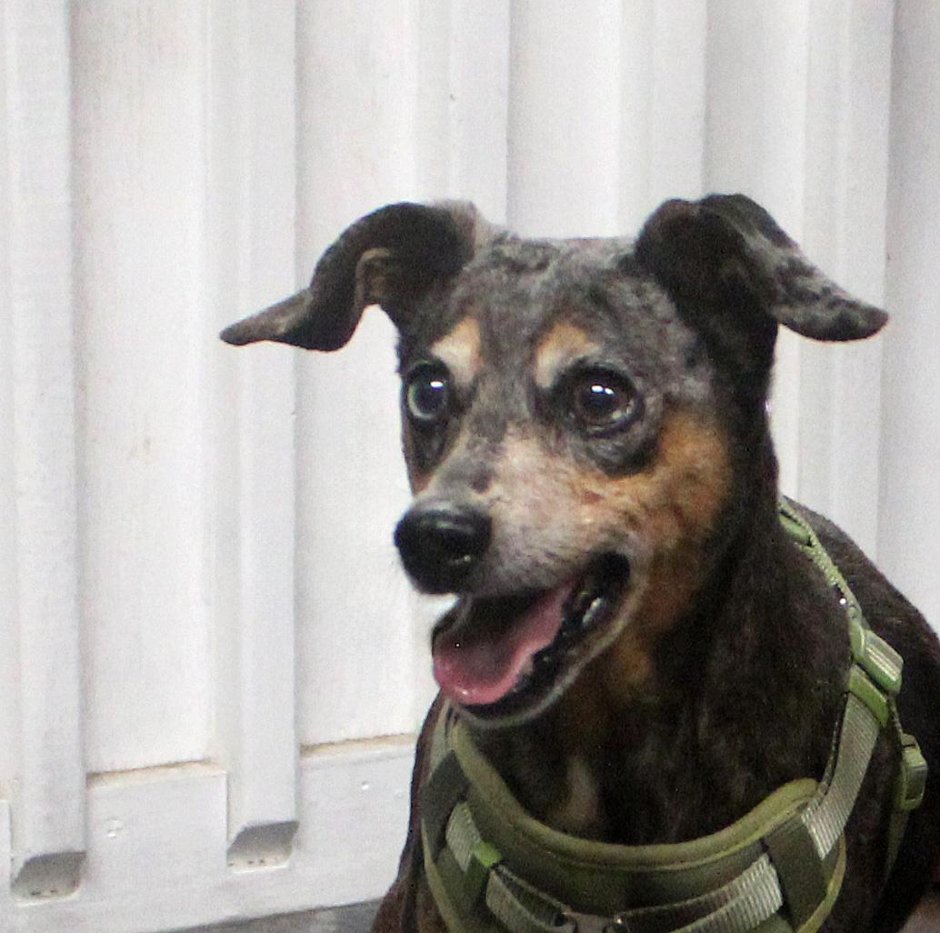 Enlarge OSCAR, a ADOPTABLE mixed breed in Floral City, FL image 6/6