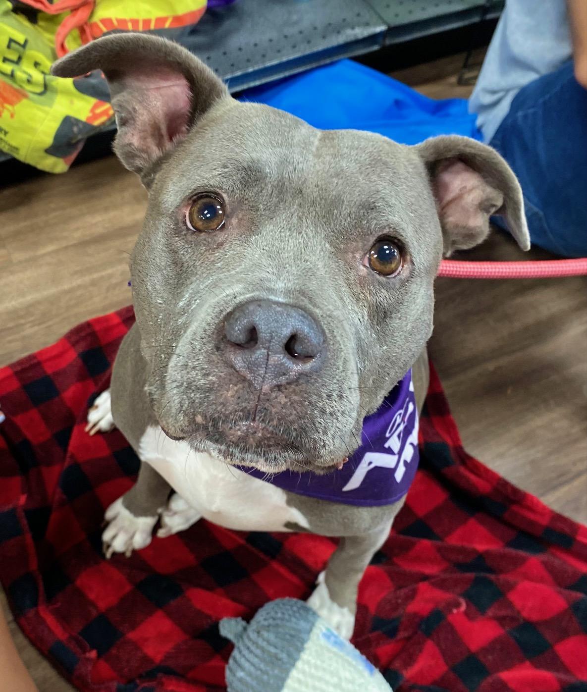 Gracie, Adult Female unknown
