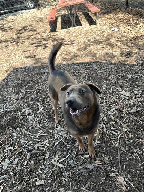 QUINN, Adoptable, Young Male German Shepherd Dog & Rottweiler.