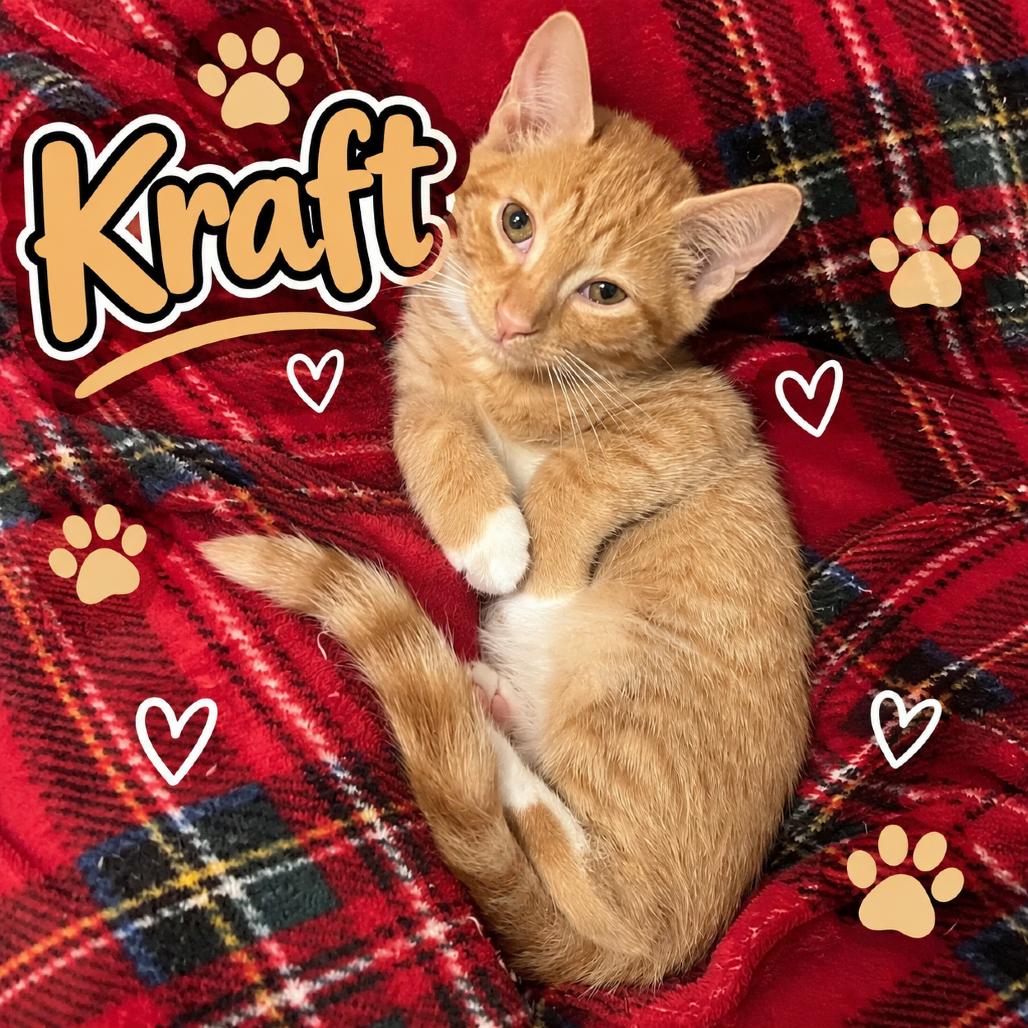 Kraft, Adoptable, Kitten Male Domestic Short Hair.