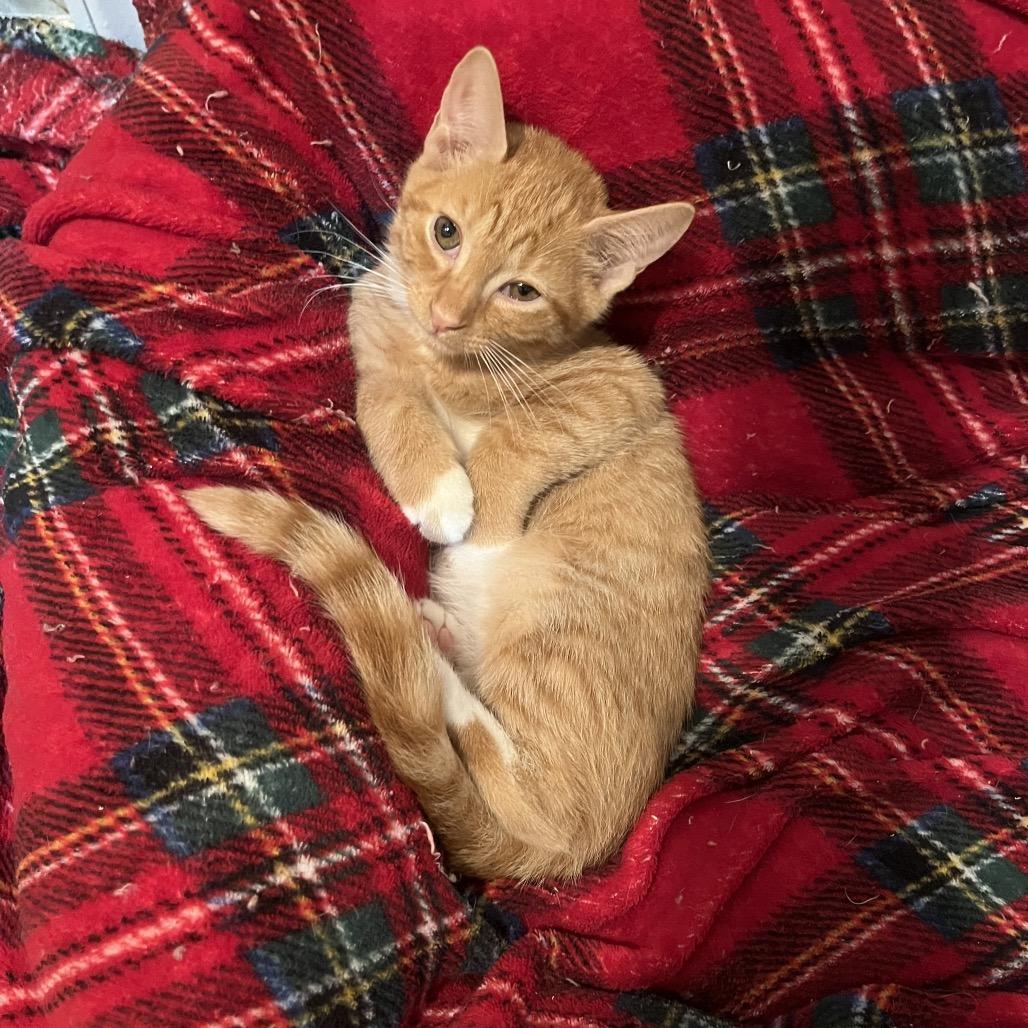 Kraft, Adoptable, Kitten Male Domestic Short Hair.