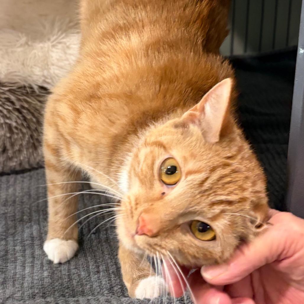 Enlarge Kraft, a Adoptable Domestic Short Hair in Waldorf, MD image 2/2