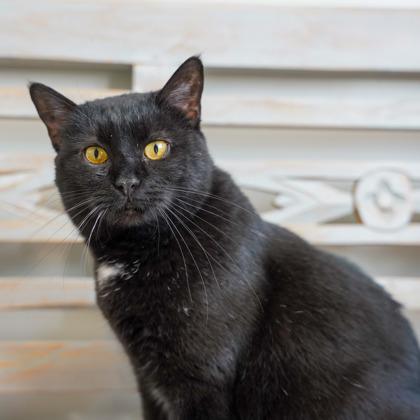 M&M, a Adoptable mixed breed in Atlanta, GA image 1/3