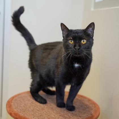 M&M, a Adoptable mixed breed in Atlanta, GA image 2/3