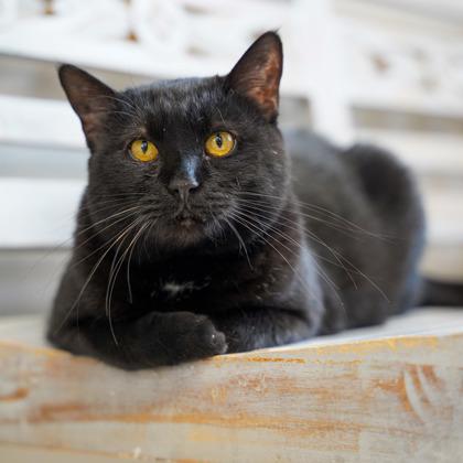 Enlarge M&M, a Adoptable mixed breed in Atlanta, GA image 2/3