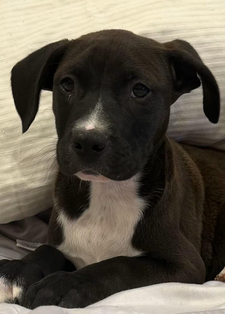 Hal, an adopted mixed breed in Watertown, CT image 1/3