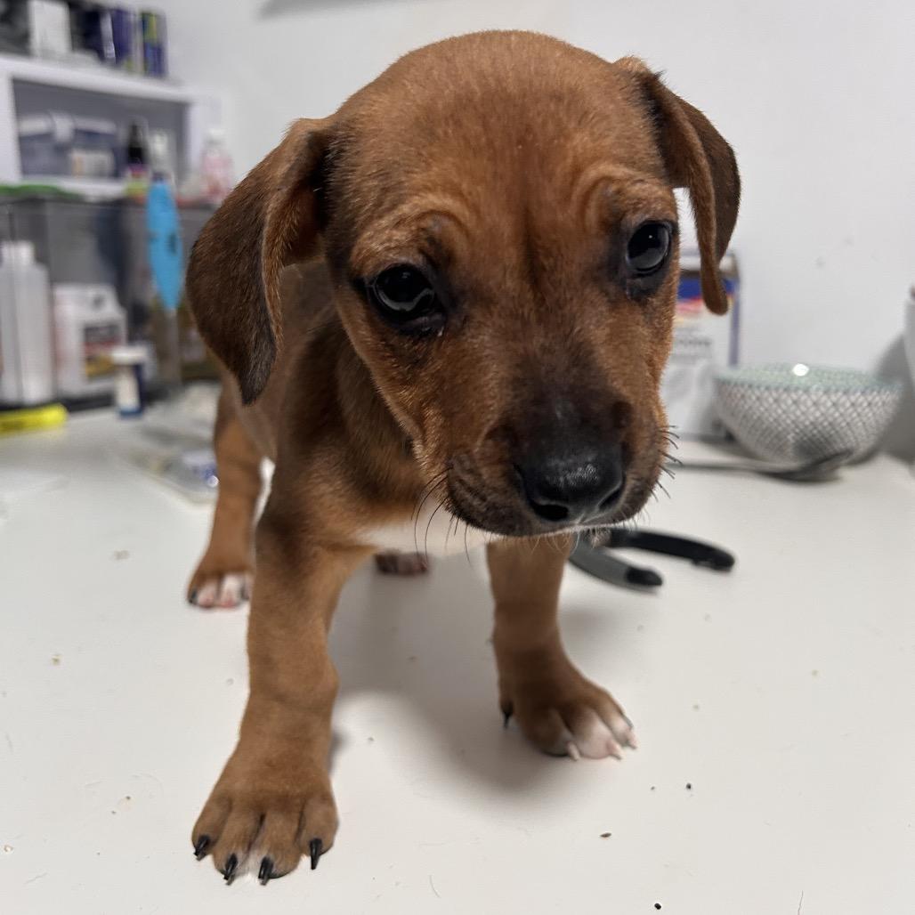 Marigold, Adoptable, Puppy Female Mixed Breed.