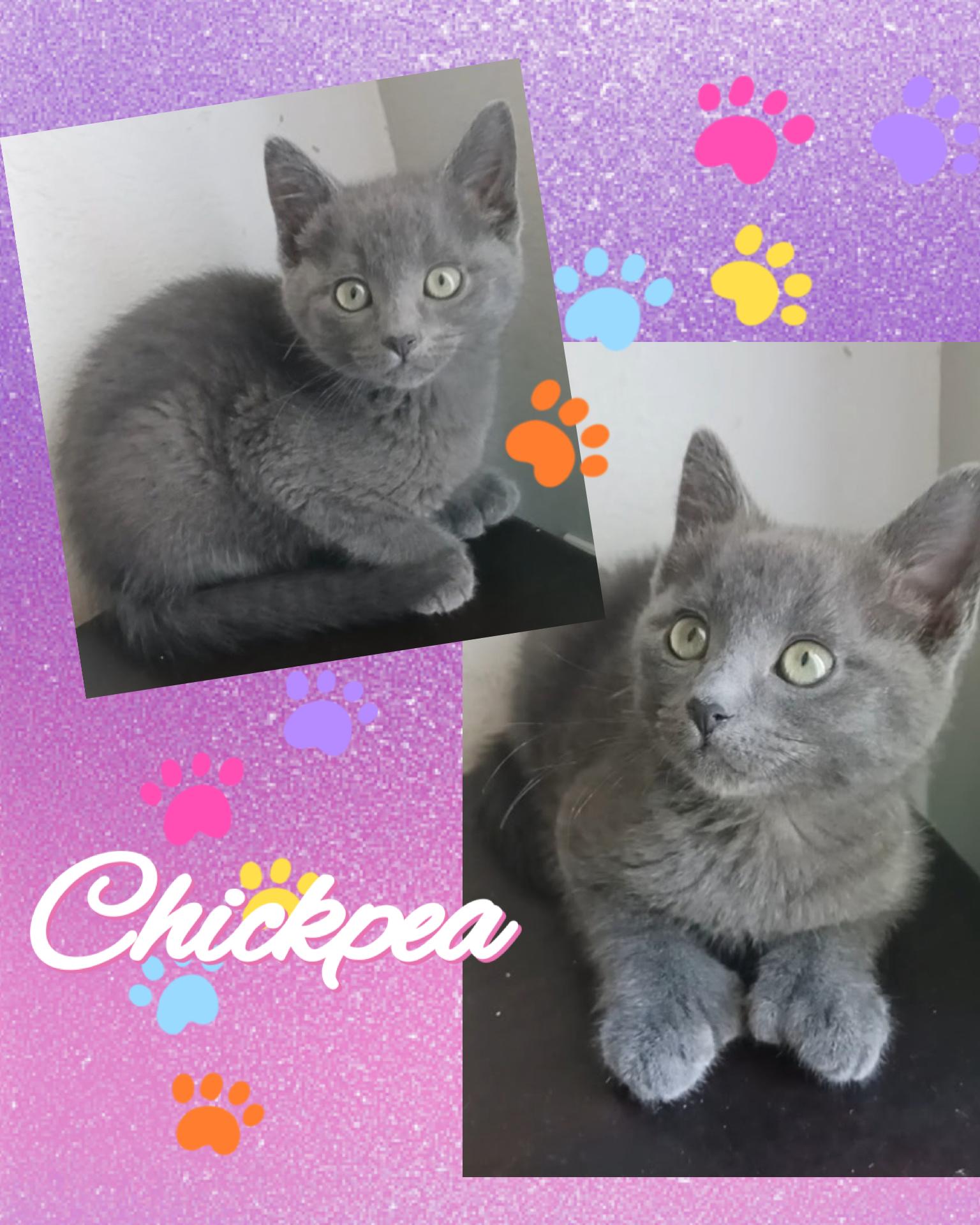 Enlarge Chickpea, a ADOPTABLE Domestic Short Hair in Pasco, WA image 3/3