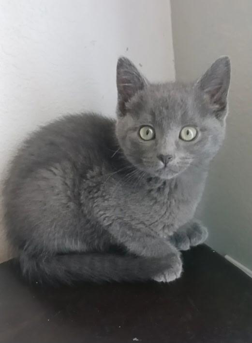 Chickpea, ADOPTABLE, Kitten Female Domestic Short Hair.