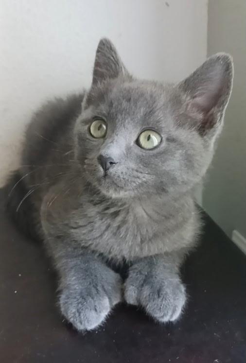Enlarge Chickpea, a ADOPTABLE Domestic Short Hair in Pasco, WA image 2/3
