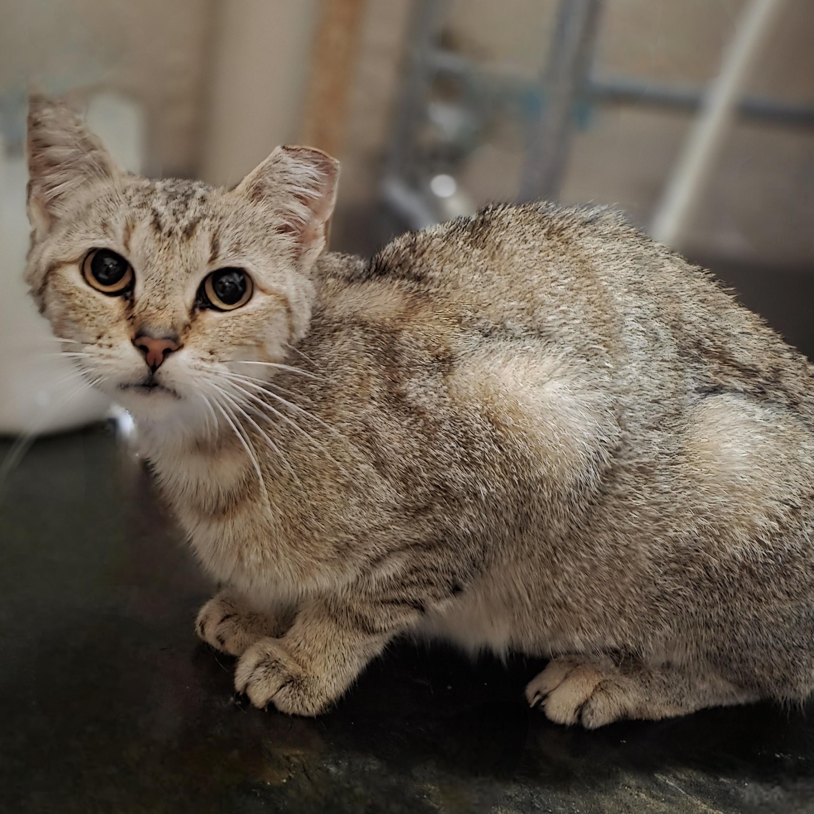 Enlarge Tofu, a ADOPTABLE Domestic Short Hair in Lincoln, NE image 2/5