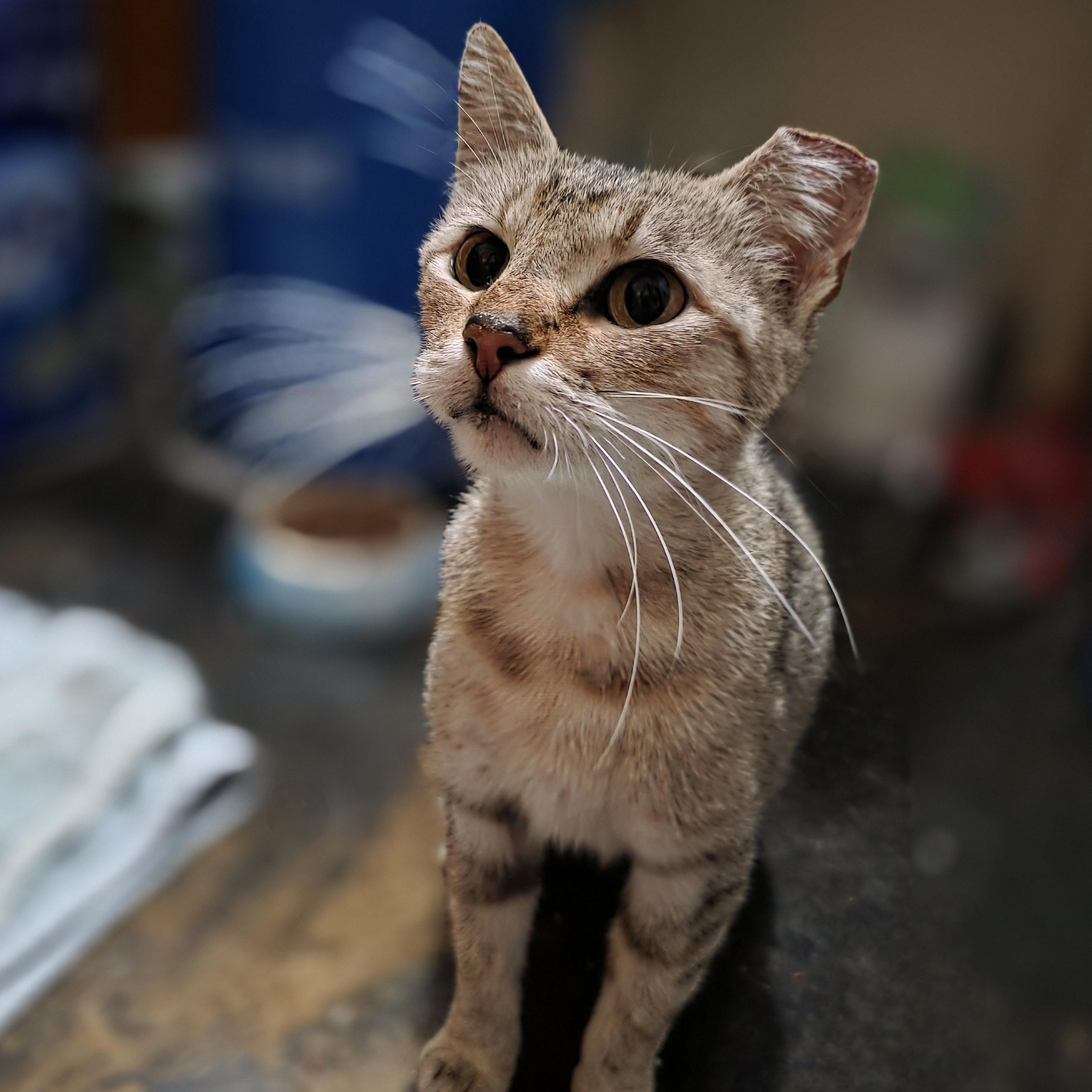 Enlarge Tofu, a ADOPTABLE Domestic Short Hair in Lincoln, NE image 1/5