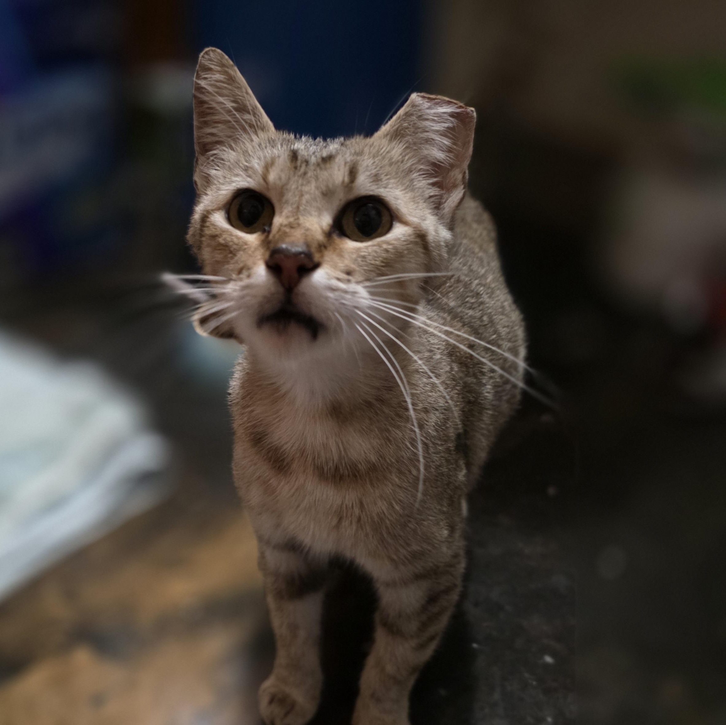 Enlarge Tofu, a ADOPTABLE Domestic Short Hair in Lincoln, NE image 5/5