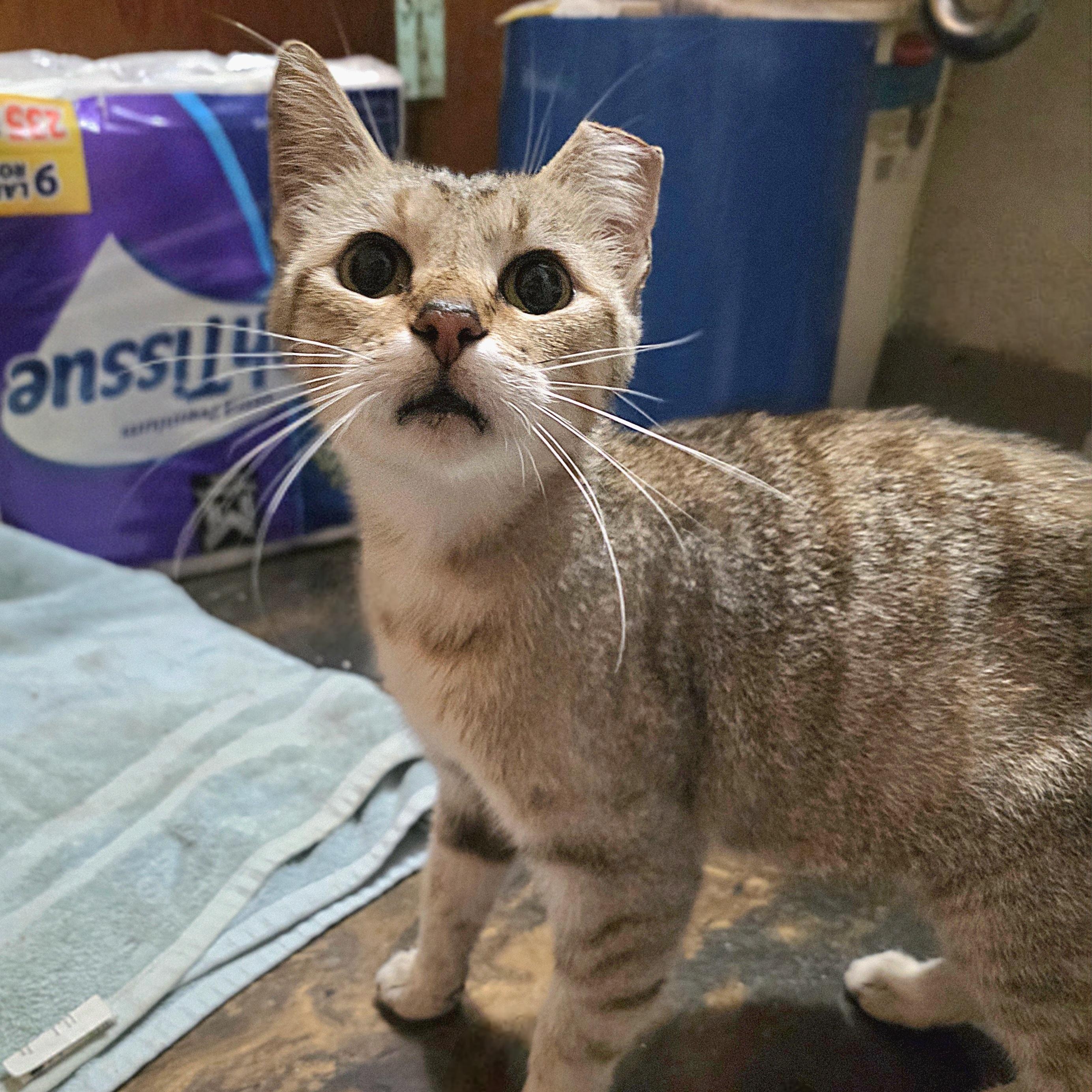 Enlarge Tofu, a ADOPTABLE Domestic Short Hair in Lincoln, NE image 3/5