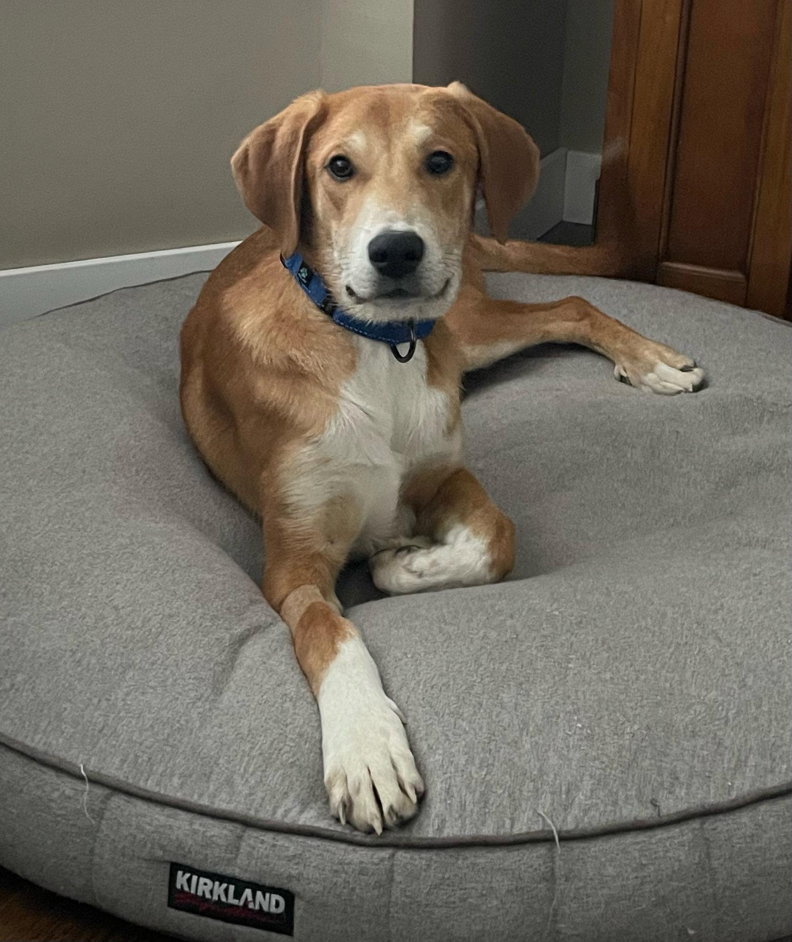 Kit, Adoptable, Young Female Great Pyrenees & Doberman Pinscher.