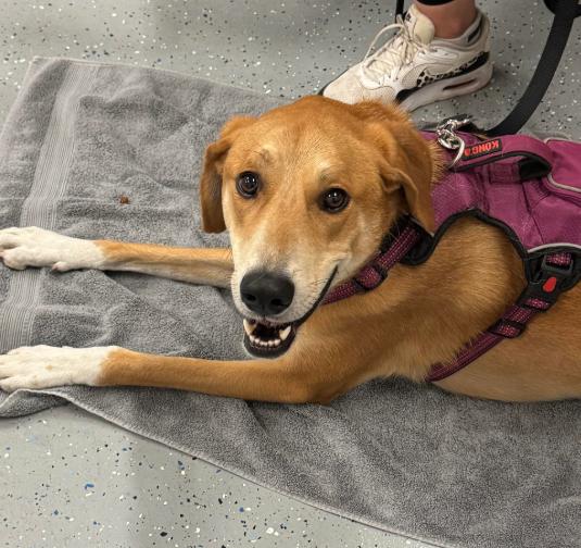 Enlarge Kit, a Adoptable mixed breed in Brooklyn Center, MN image 2/3