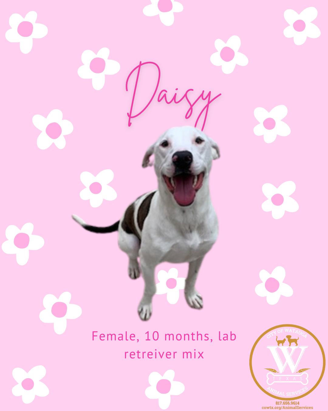 Daisy, ADOPTABLE, Young Female Labrador Retriever.