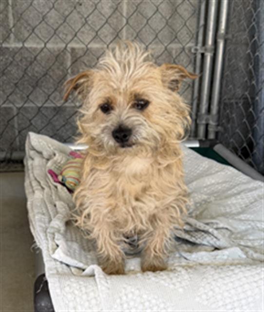BRADFORD, Adoptable, Young Male Terrier.