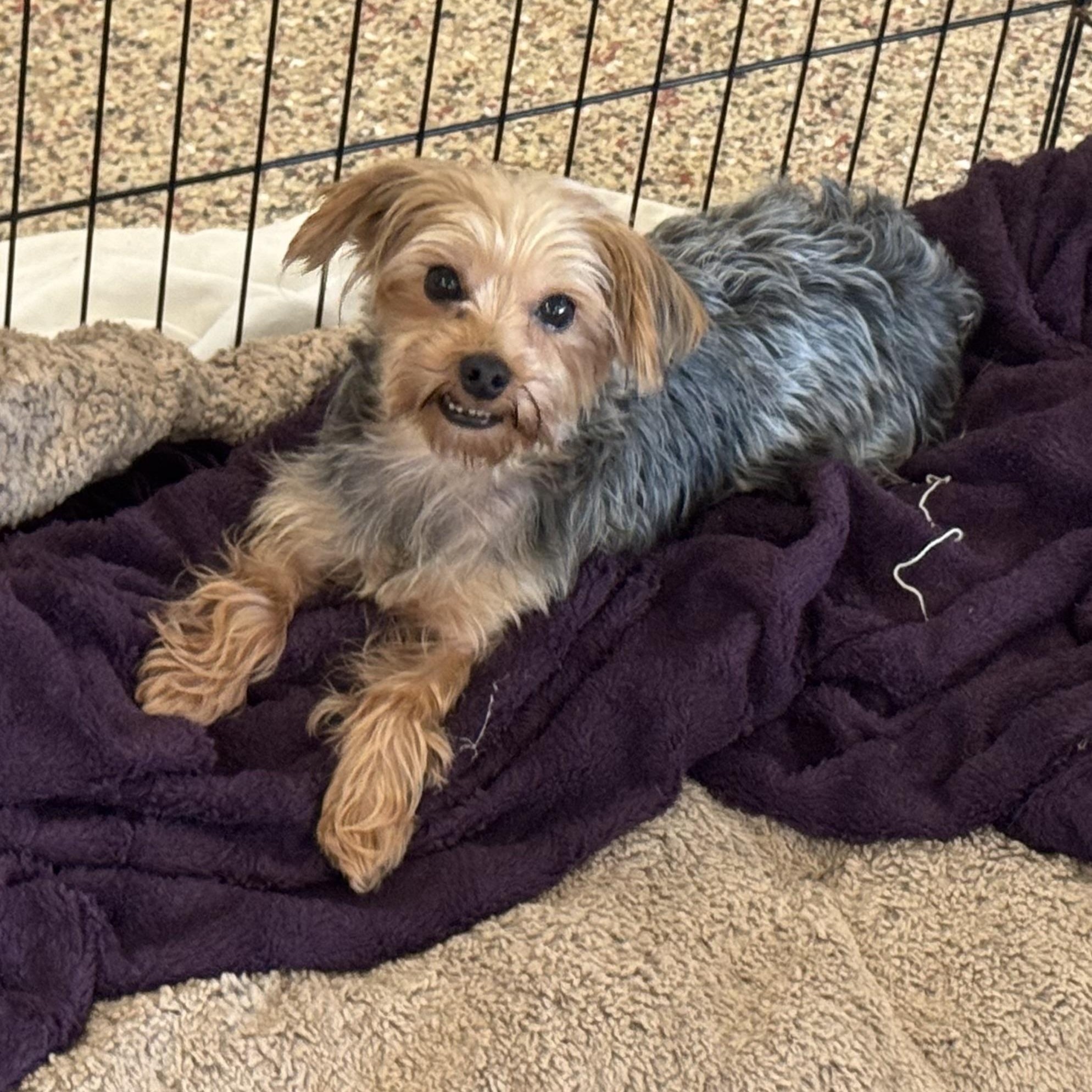 Enlarge Paw, a Adoptable Yorkshire Terrier in Chester Springs, PA image 1/1